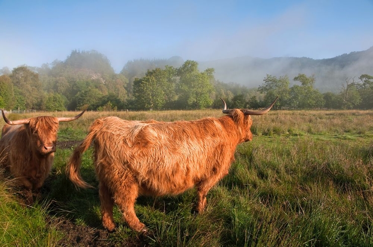 Picture of RURAL IDYLL