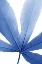 Picture of BLUE LEAVES 2