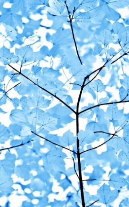 Picture of BLUE LEAVES 3