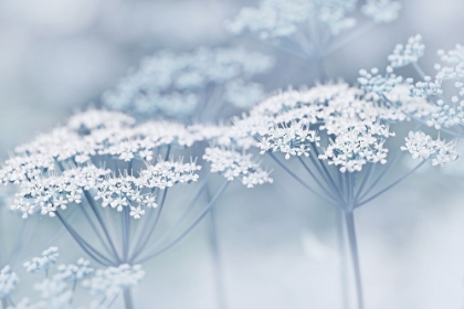 Picture of BLUE WILDFLOWERS