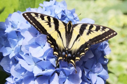 Picture of BUTTERFLY ON FLOWER
