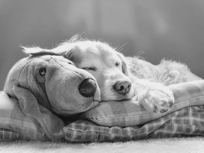 Picture of DOG SLEEPING WITH FRIEND