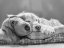 Picture of DOG SLEEPING WITH FRIEND