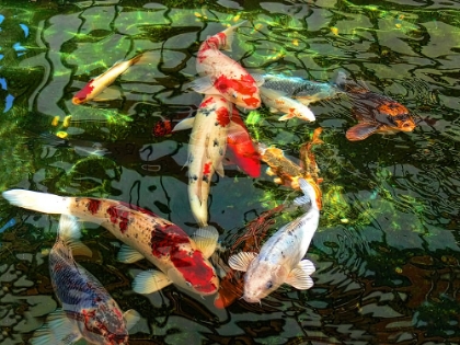 Picture of KOI FISH POND
