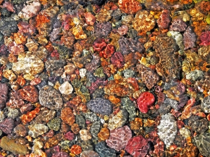 Picture of RIVER ROCKS