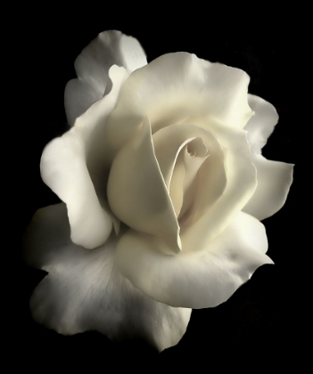 Picture of ROSE WHITE 1