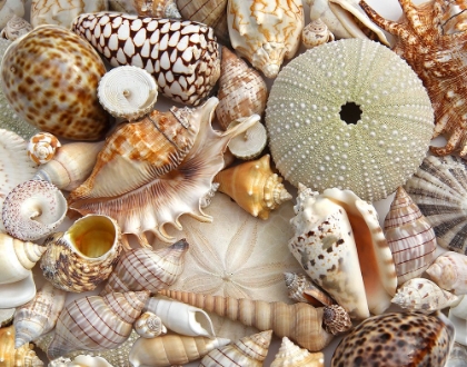 Picture of SEASHELLS 1
