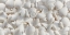 Picture of SEASHELLS 2