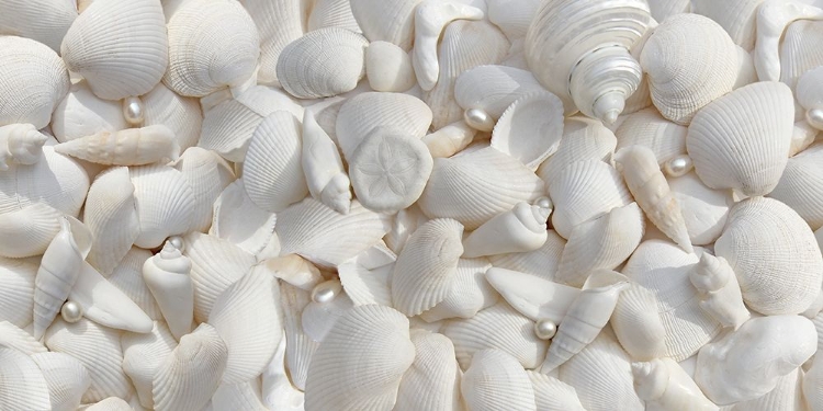 Picture of SEASHELLS 2