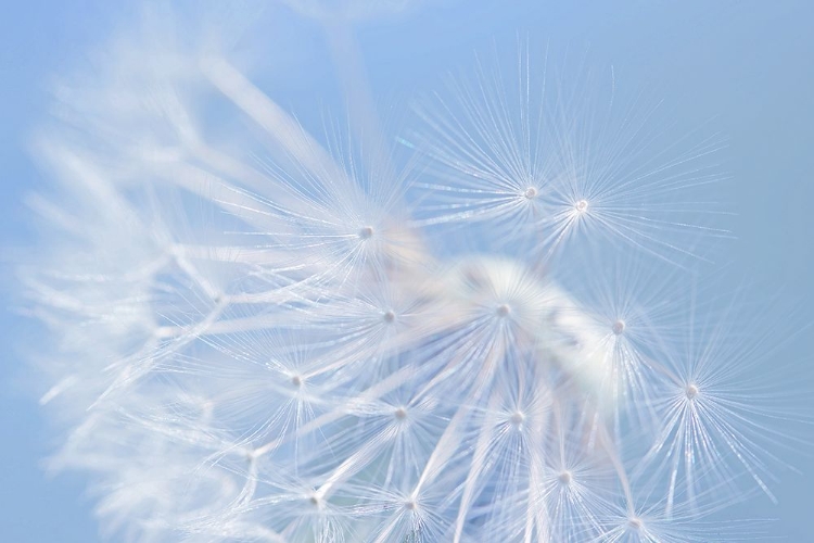 Picture of BLUE DANDELION FLOWER