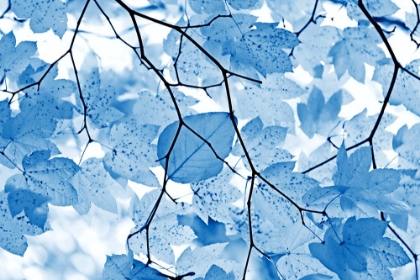 Picture of BLUE LEAVES 4