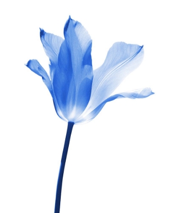 Picture of BLUE TULIP FLOWER