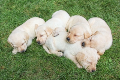 Picture of DOG LAB PUPPIES