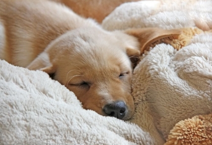 Picture of DOG LAB PUPPY SLEEPING