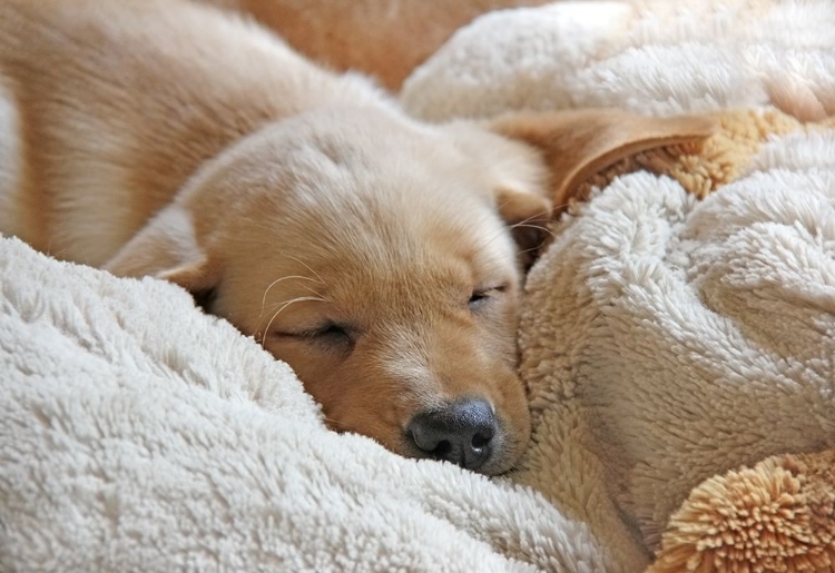 Picture of DOG LAB PUPPY SLEEPING