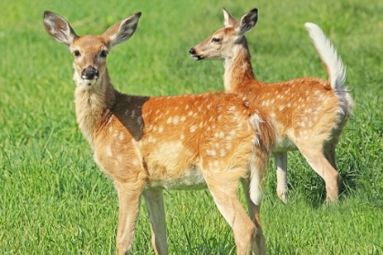 Picture of FAWN TWINS