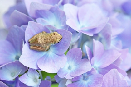 Picture of LITTLE FROG ON FLOWER