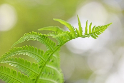 Picture of PLANT FERN NATURE