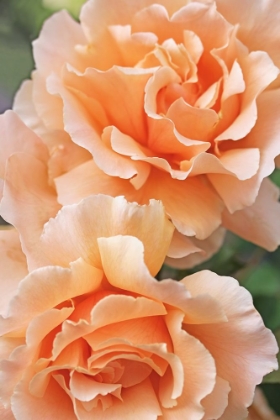 Picture of ROSE ORANGE 7