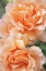 Picture of ROSE ORANGE 7