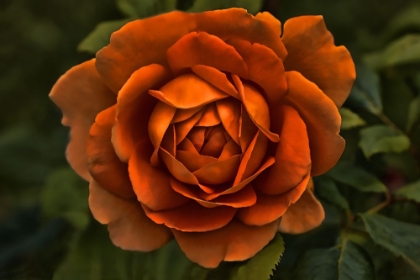 Picture of ROSE ORANGE 8