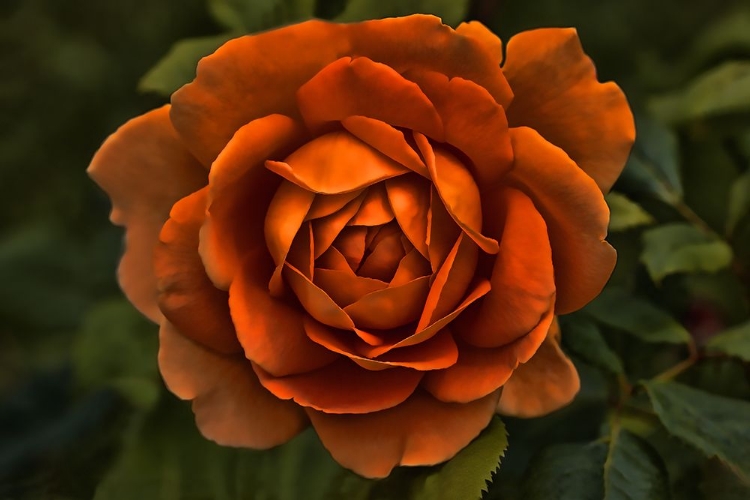 Picture of ROSE ORANGE 8