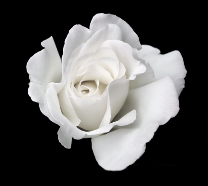 Picture of ROSE WHITE 5
