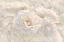 Picture of ROSE WHITE IVORY 9