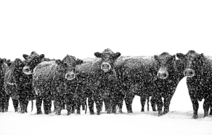 Picture of BLACK CATTLE IN SNOW 2