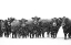 Picture of BLACK CATTLE IN SNOW 2