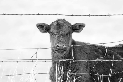 Picture of CALF GAZE BLACK AND WHITE