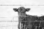 Picture of CALF GAZE BLACK AND WHITE