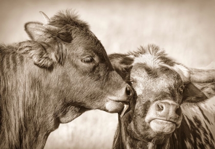Picture of CALF KISS SEPIA