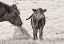 Picture of COW AND CALF SEPIA