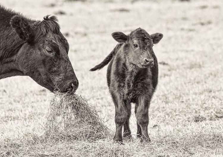 Picture of COW AND CALF SEPIA