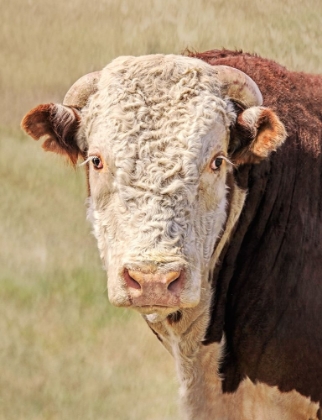 Picture of HEREFORD BULL COLOR