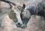 Picture of HORSE LOVE RUSTIC