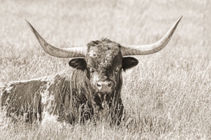 Picture of LONGHORN BULL SEPIA
