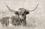 Picture of LONGHORN BULL SEPIA