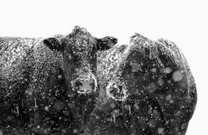 Picture of BLACK CATTLE IN SNOW 1