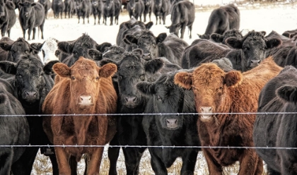 Picture of CURIOUS CATTLE