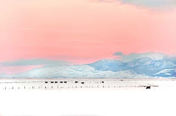 Picture of MONTANA WINTER SUNSET