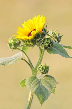 Picture of SUNFLOWER