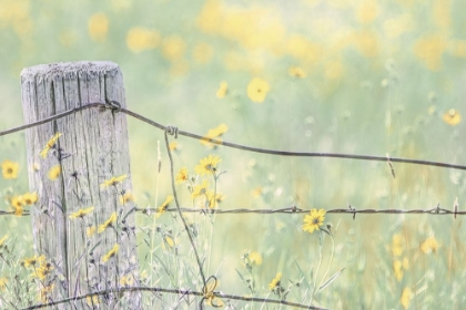 Picture of WILDFLOWERS BY FENCE POST COLOR