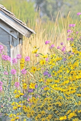 Picture of WILDFLOWERS BY SHACK
