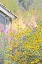 Picture of WILDFLOWERS BY SHACK