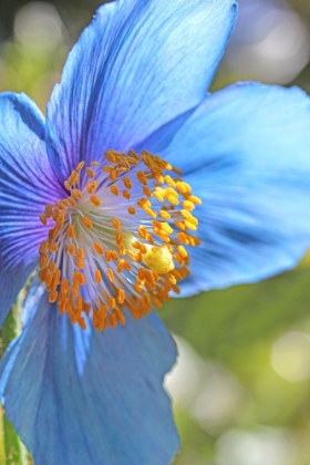 Picture of BLUE HIMALAYAN POPPY FLOWER