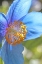 Picture of BLUE HIMALAYAN POPPY FLOWER