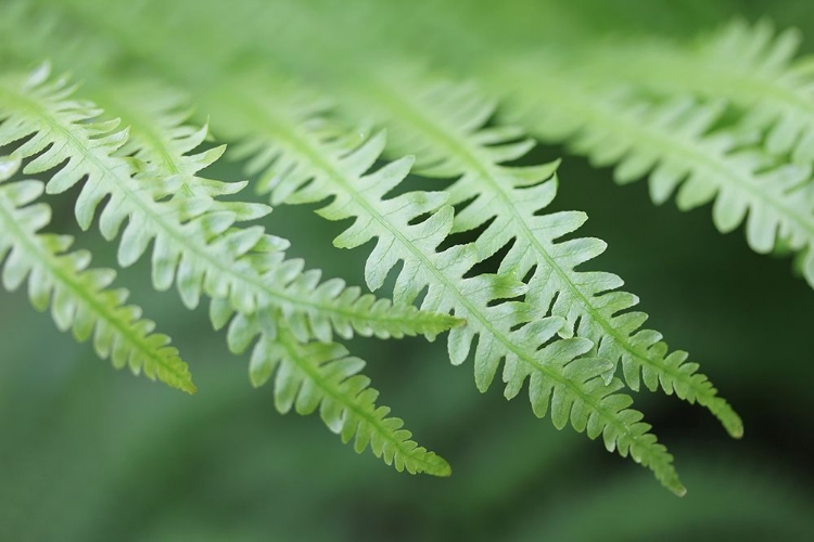 Picture of GREEN FERN FRONDS