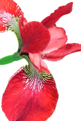 Picture of IRIS FLOWER RED